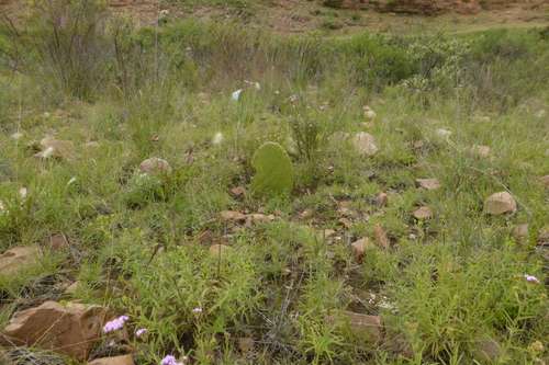 Auf der eingezäunten Fläche entstand ein natürlicher Bewuchs, der Feigenkaktus in der Mitte des Bildes regte sich aber nicht.