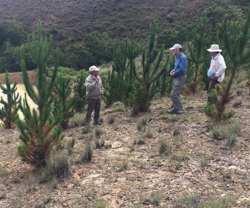 Besichtigung einer zweijährigen Pflanzung in Phajcha Pata 2018; Bild: Christian Tschudin