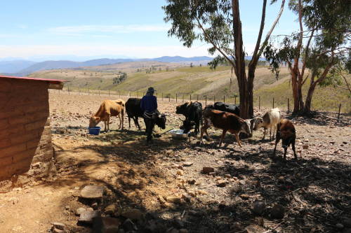 Auch das Vieh profitiert von der neuen Wasserversorgung