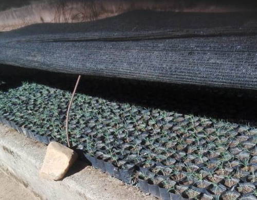 Baumschule von Yana Qaq’a